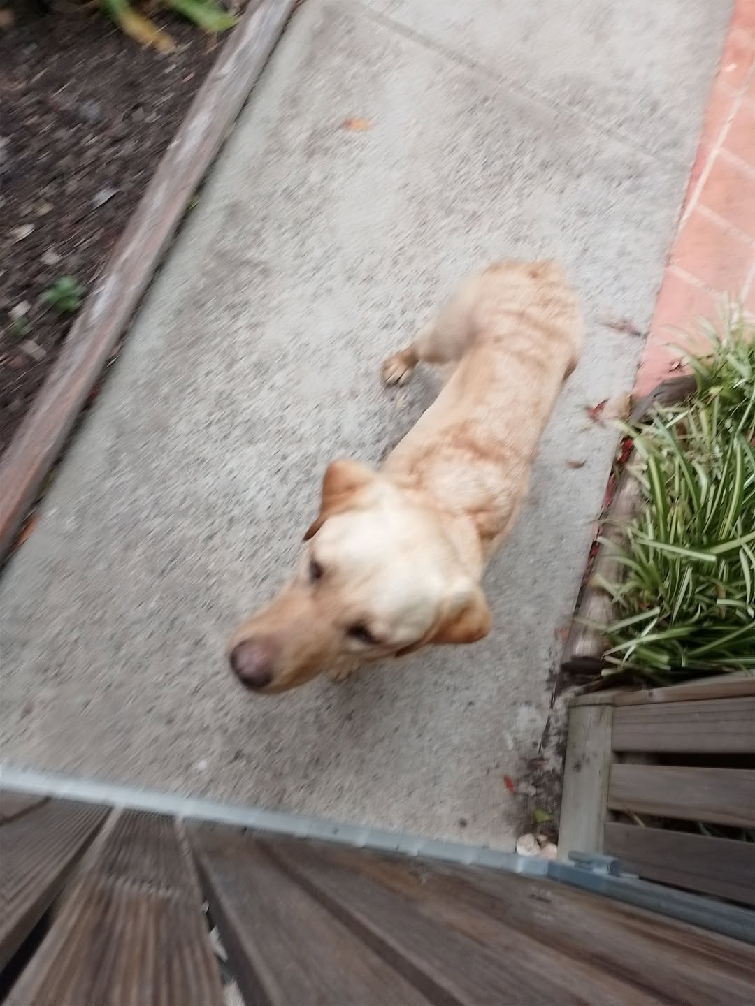 Found dog