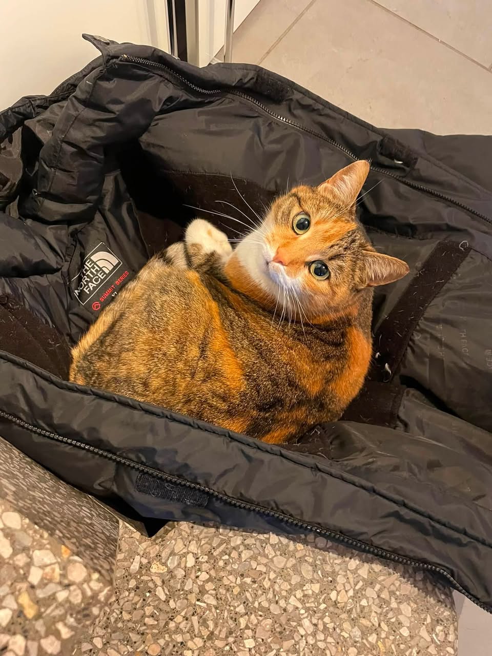 Lost Cat in Switzerland