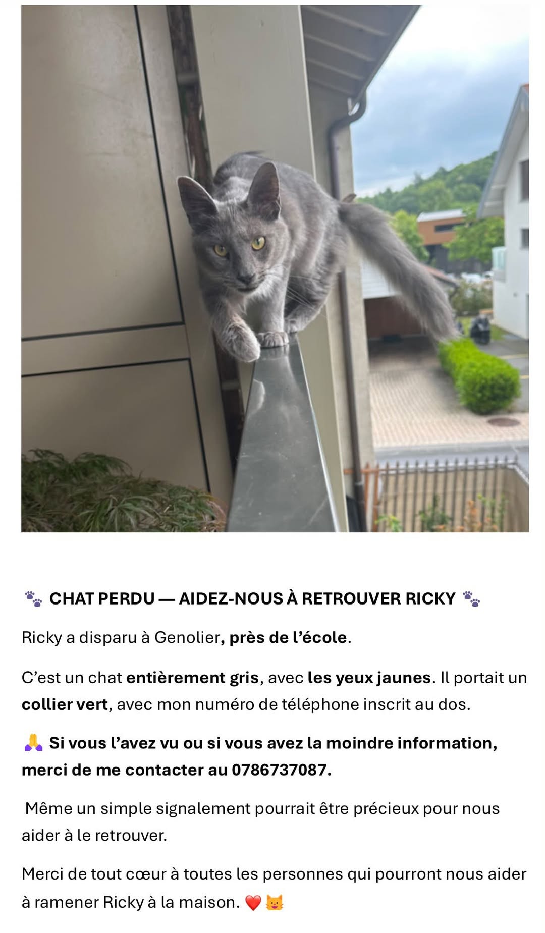 Lost Cat in Genolier