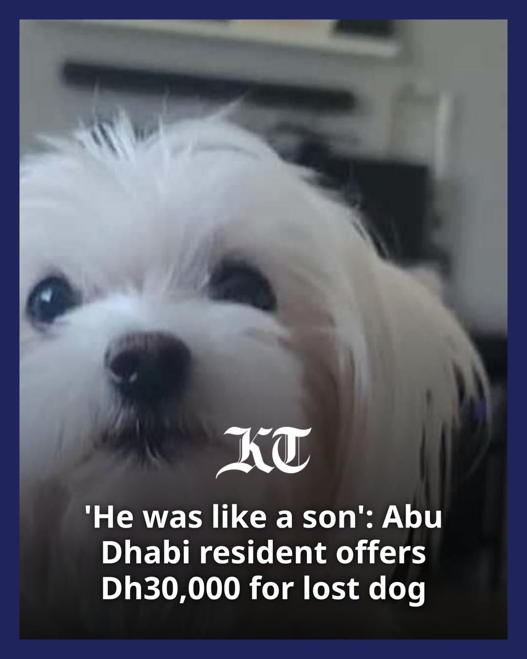 Lost Dog in Abu Dhabi