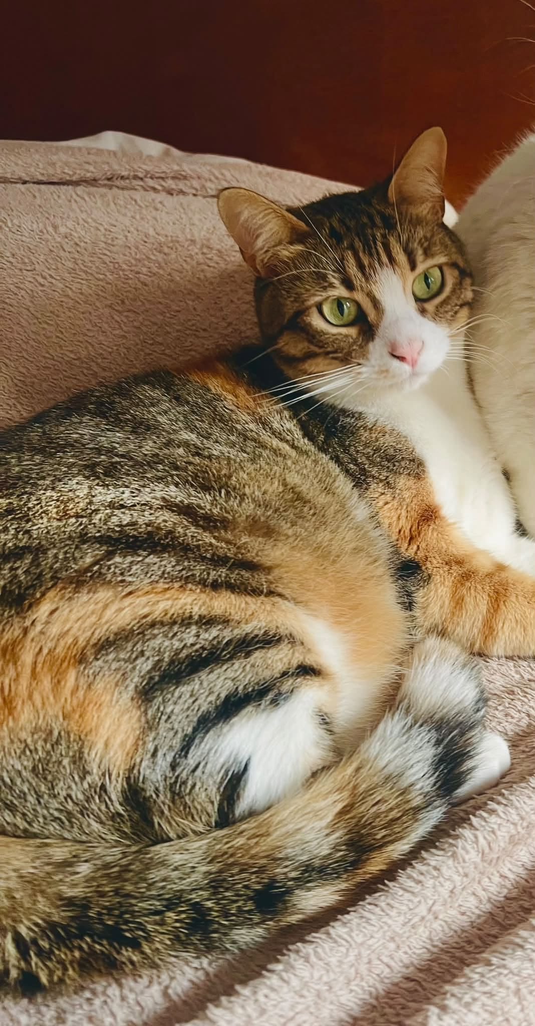 Lost cat