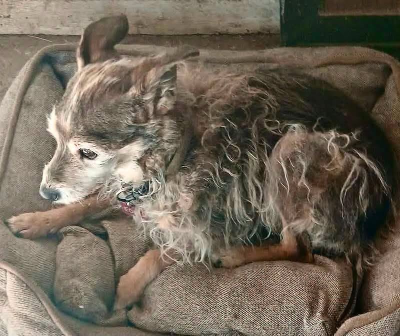 Lost Dog in Attalens