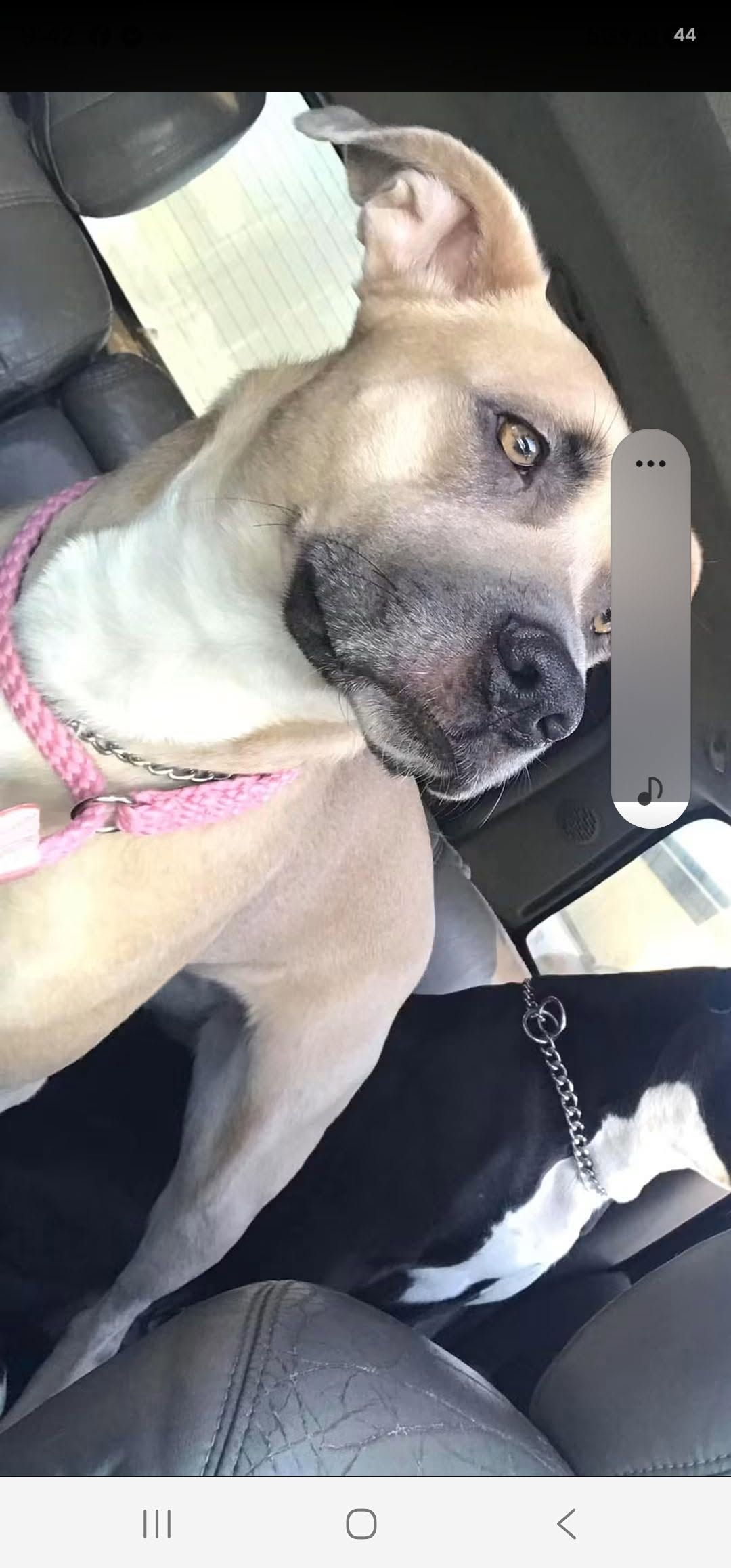 Lost dog