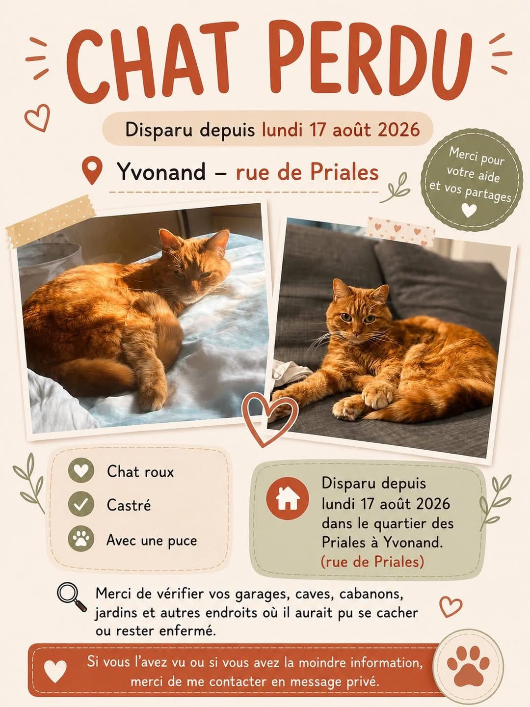Lost Cat in Yvonand