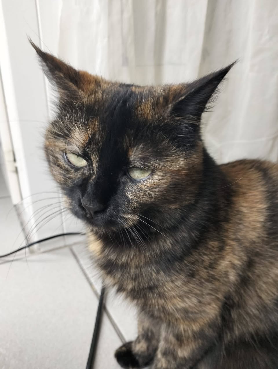 Lost Cat in Domdidier