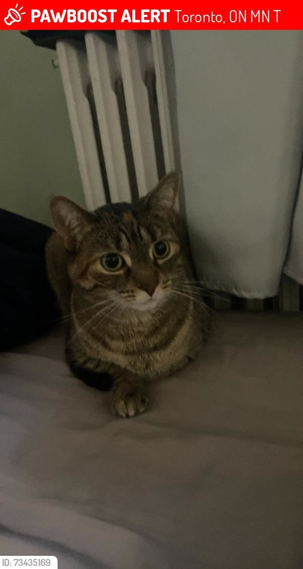 Lost cat