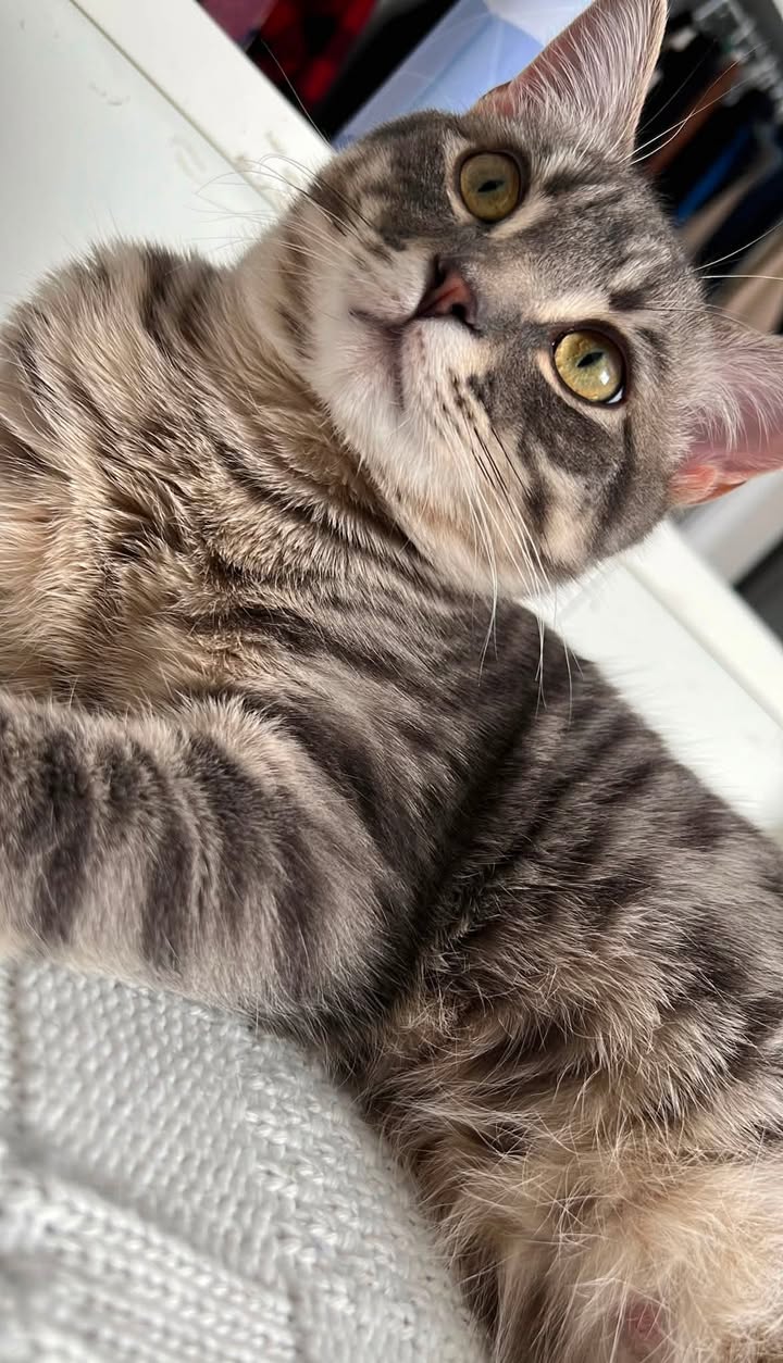 Lost Cat in Edmonton
