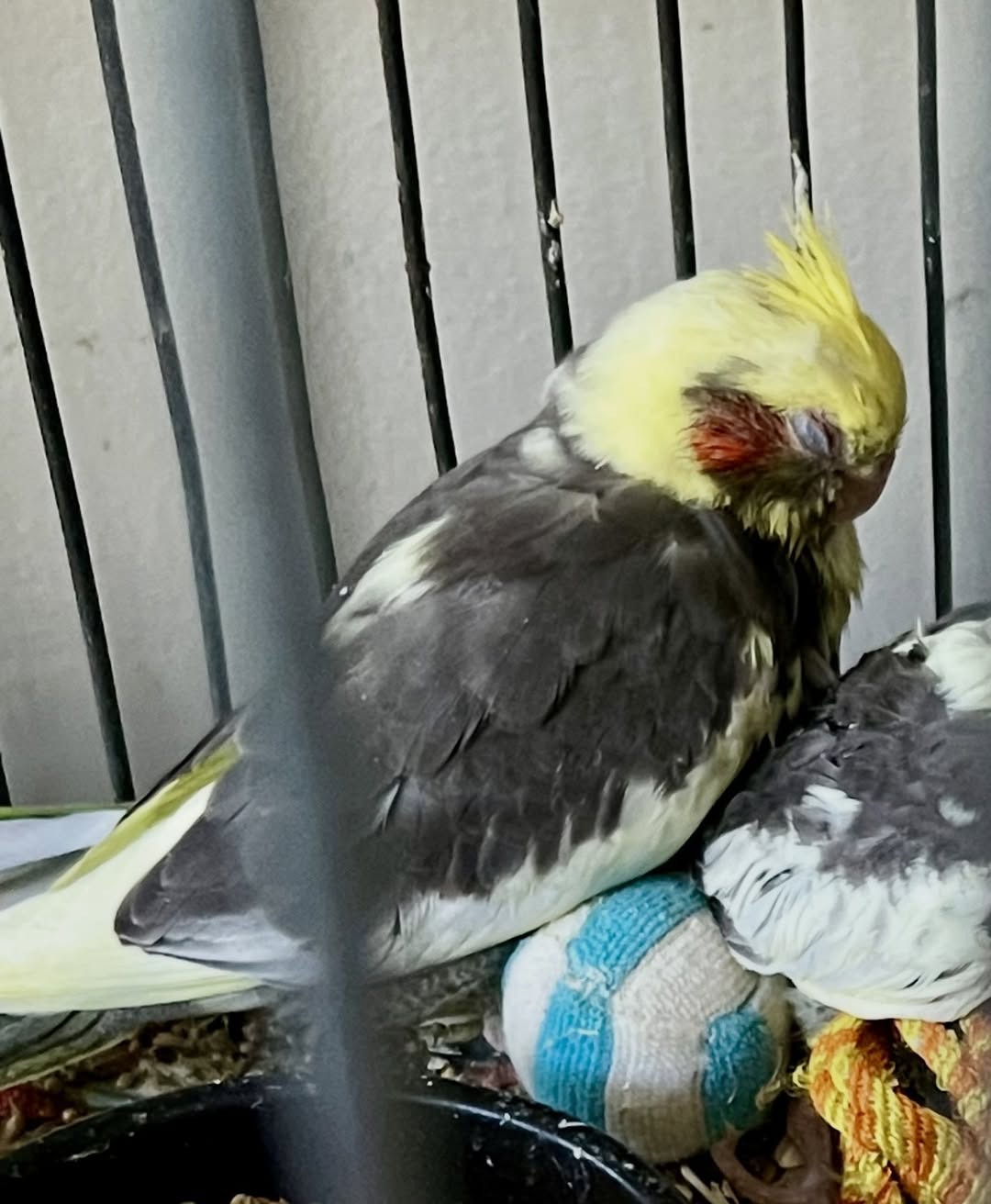 Lost bird