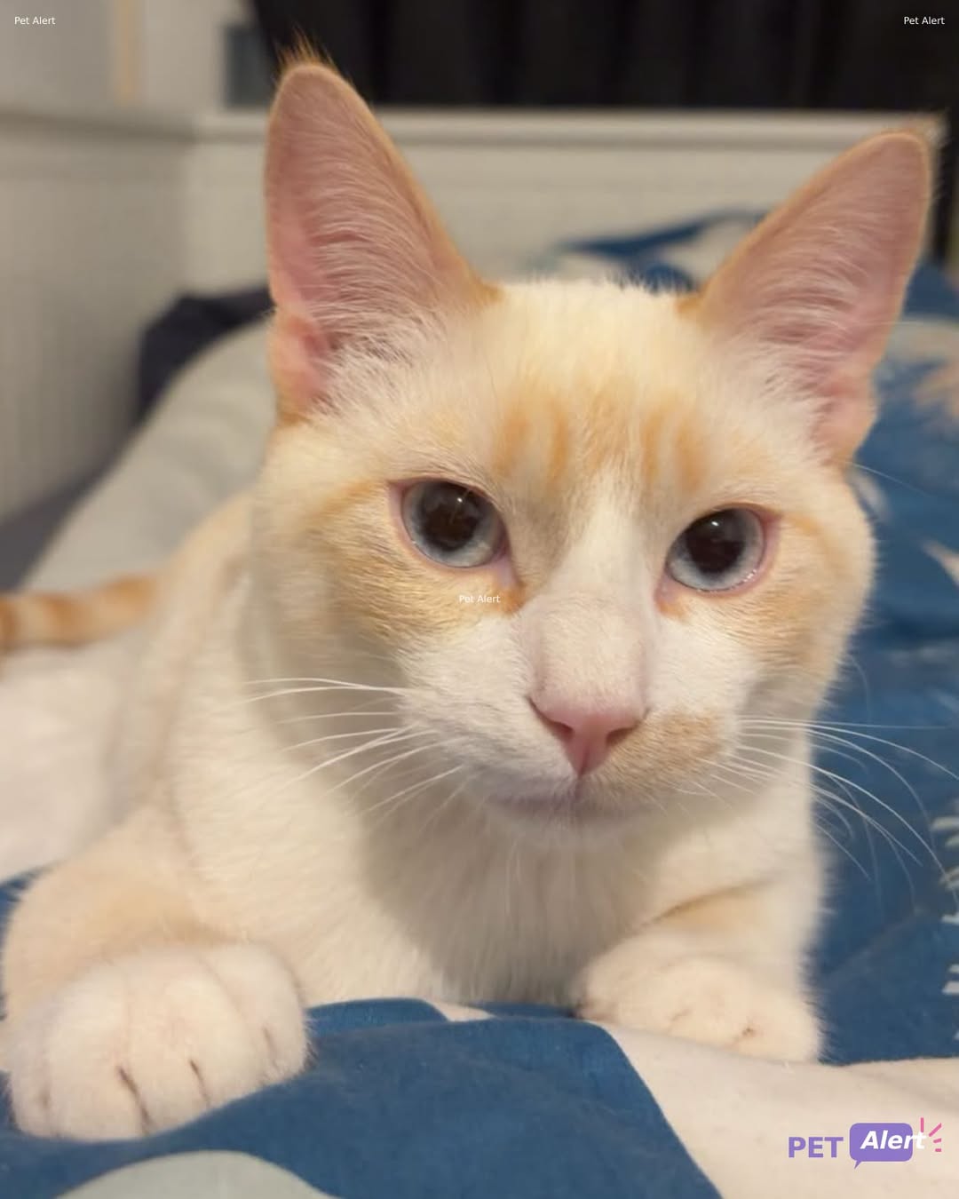 Lost Cat in Meyrin