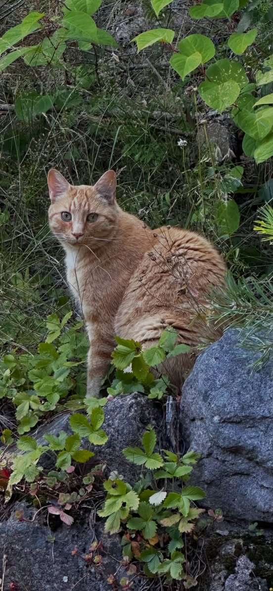 Lost cat