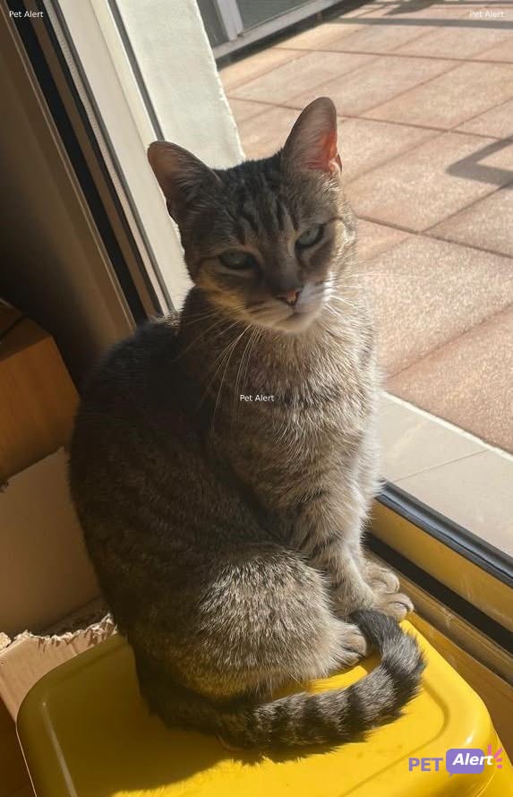 Lost Cat in Confignon