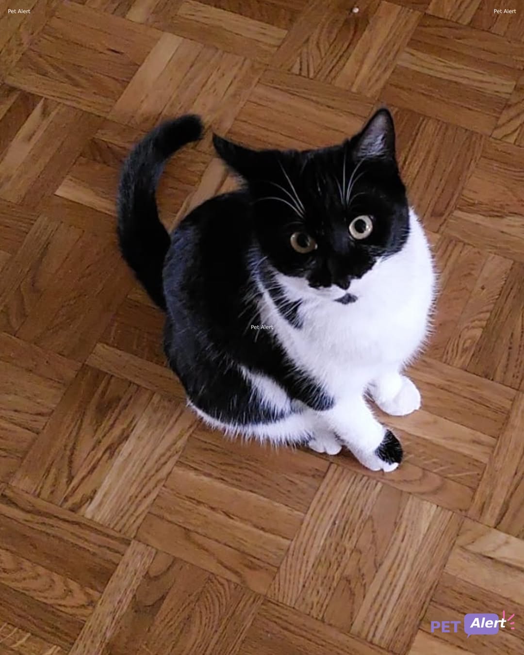 Lost Cat in Troinex
