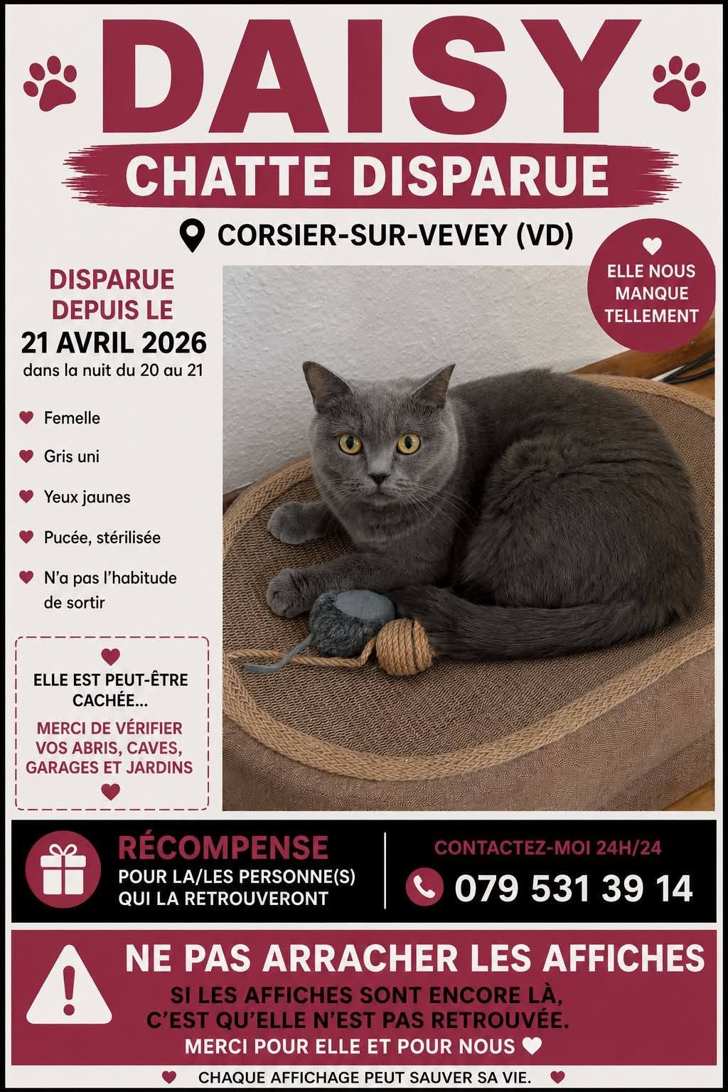 Lost Cat in Corsier-Sur-Vevey