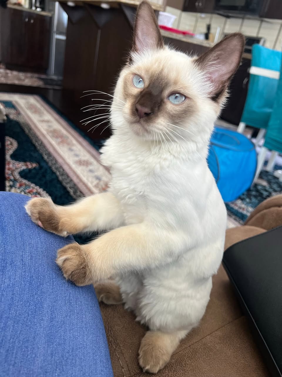 Lost cat