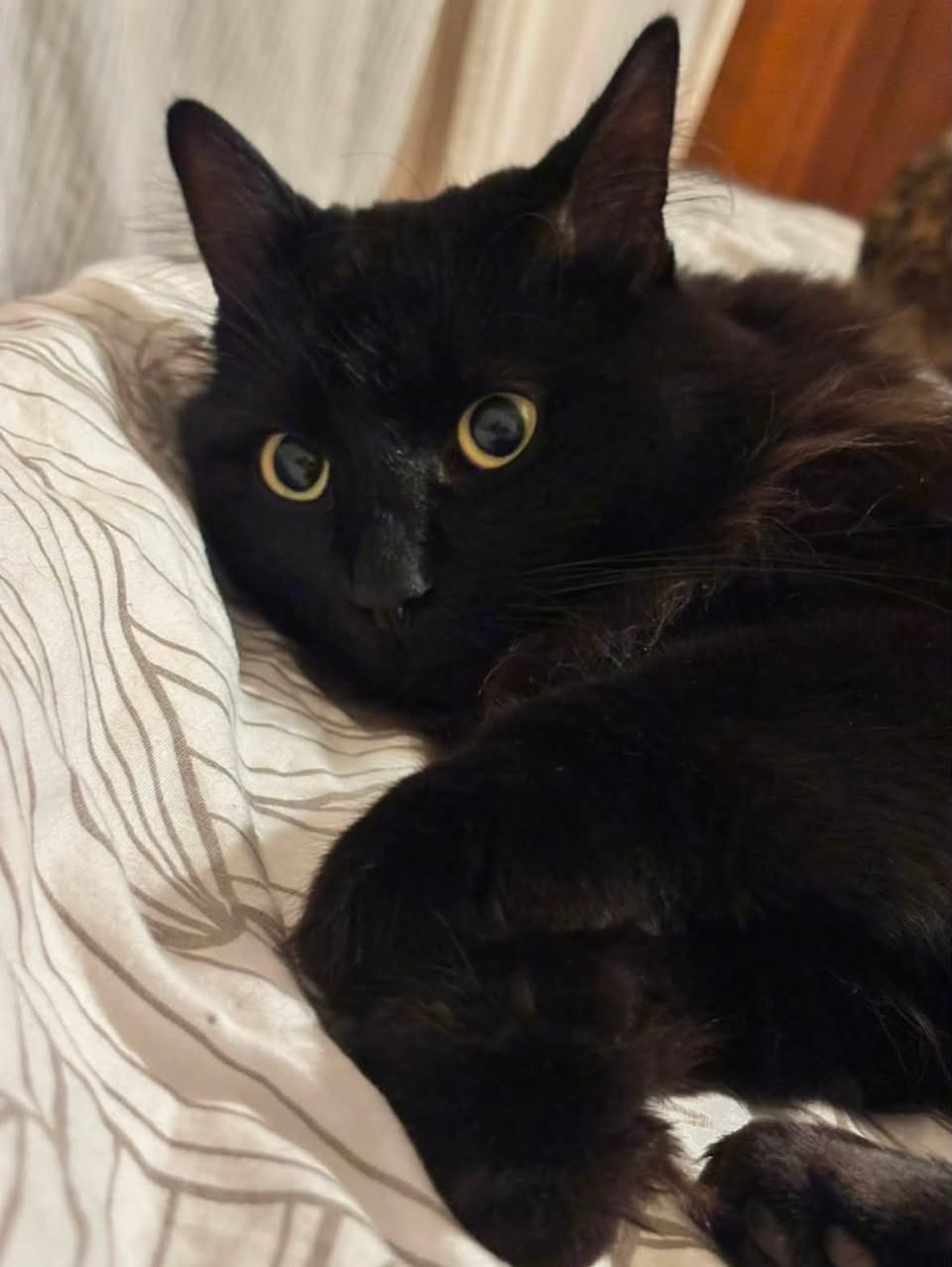 Lost Cat in Bex