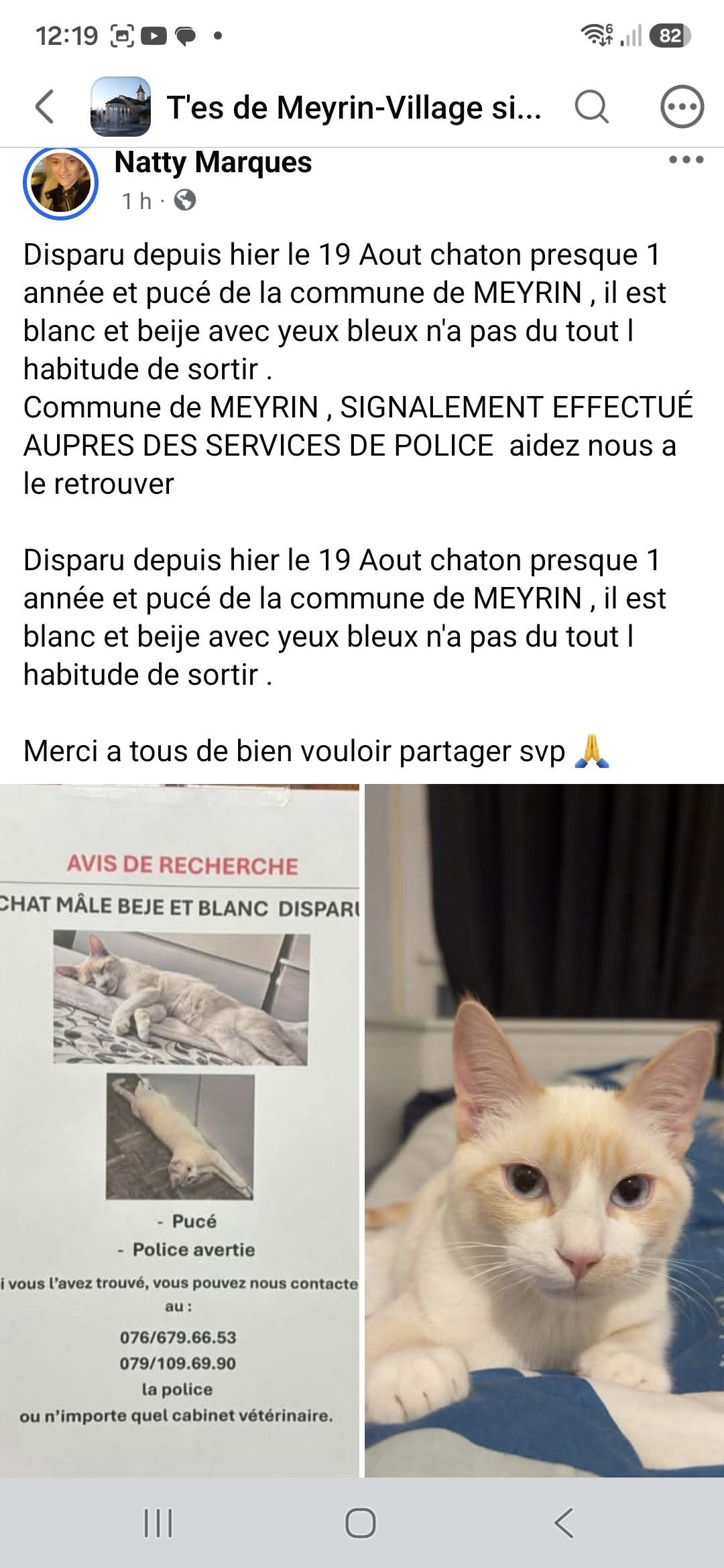 Lost Cat in Meyrin