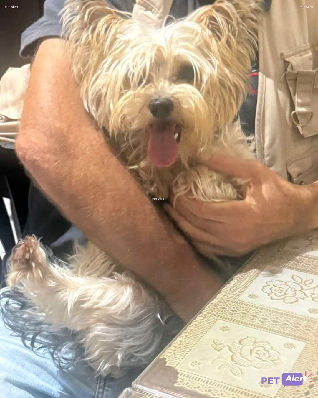 Found dog