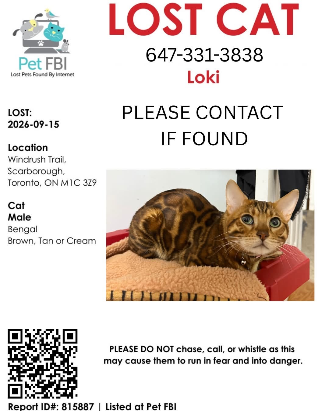 Lost Cat in Scarborough