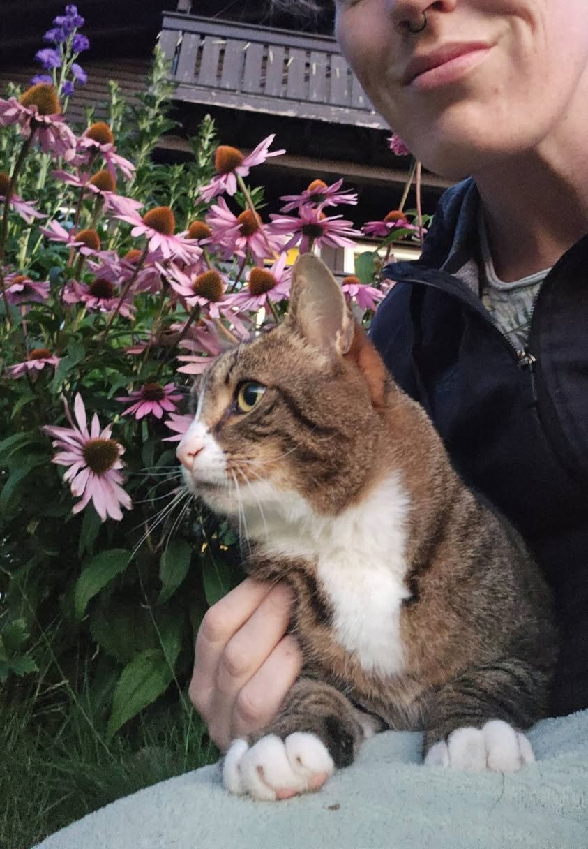 Lost cat