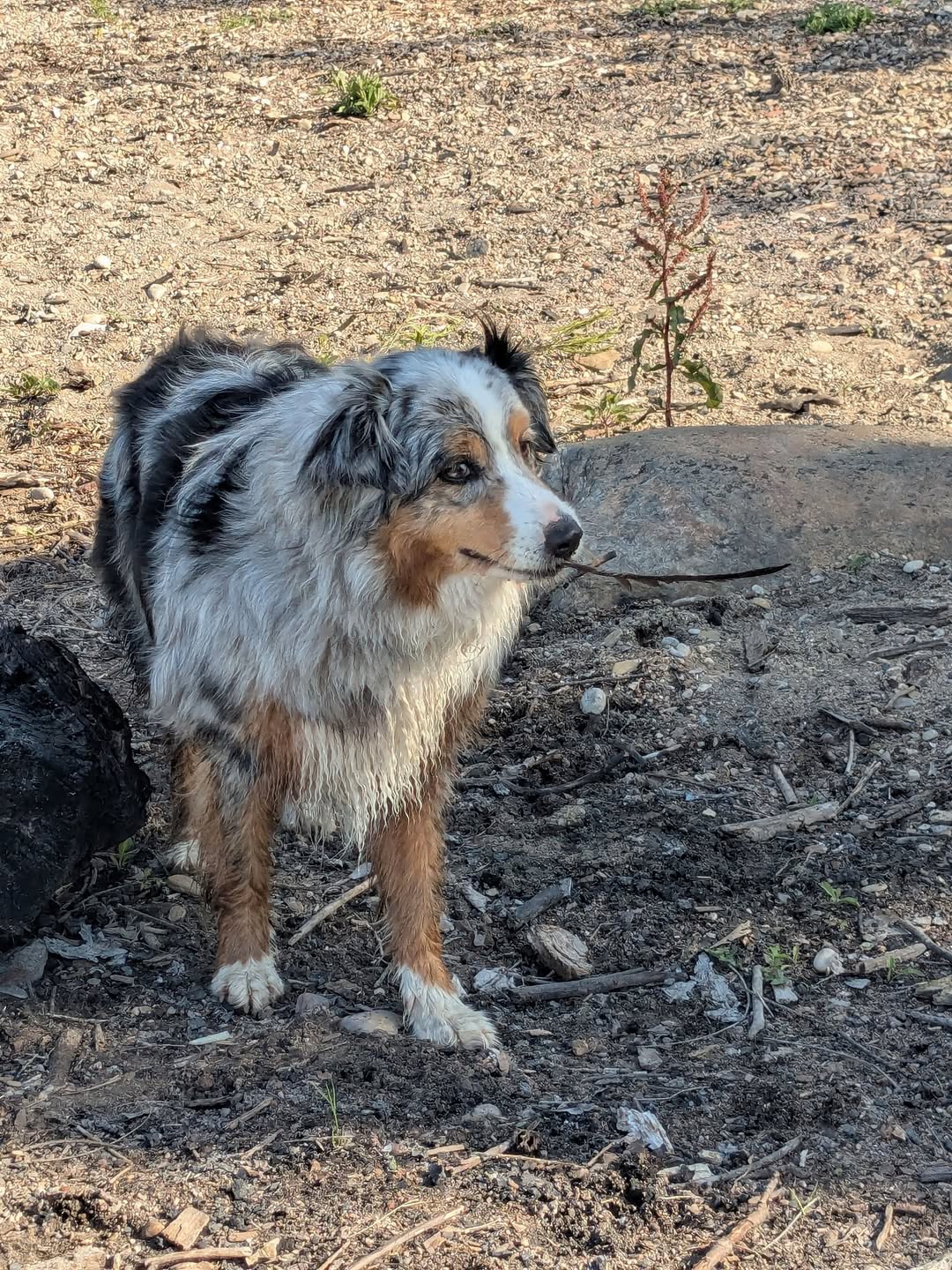 Lost dog