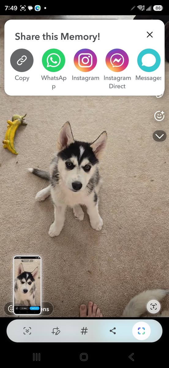Lost dog