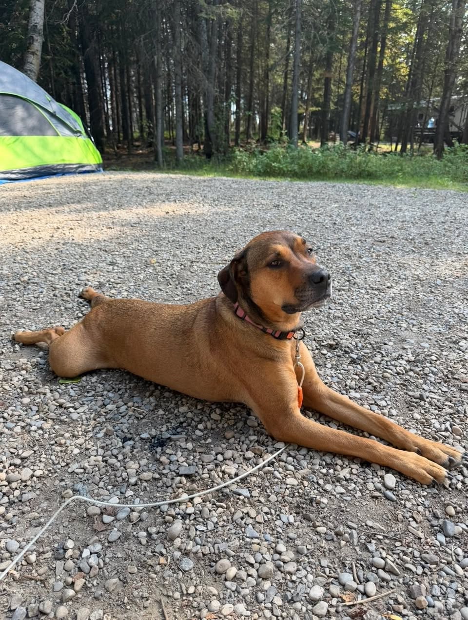 Lost Dog in Carseland