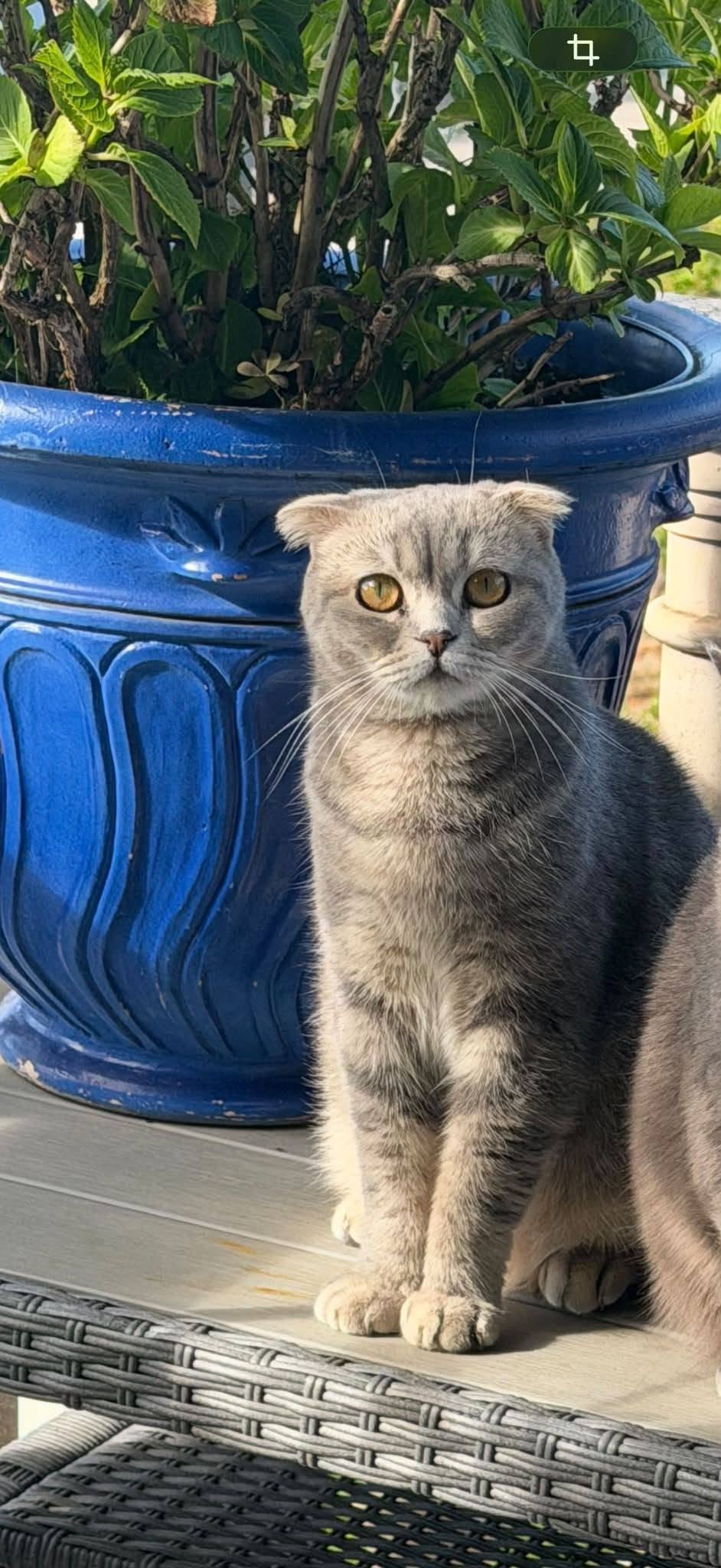 Lost Cat in Vaud