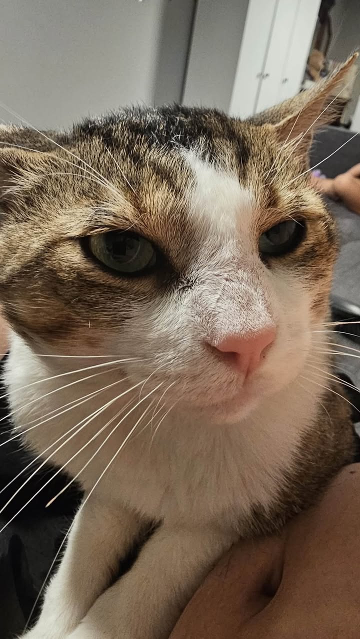 Lost Cat in Local