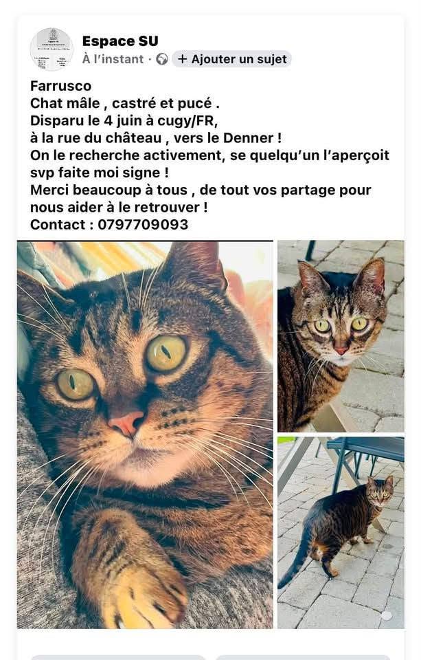 Lost Cat in Cugy
