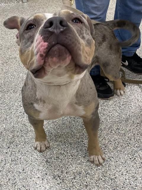 Found dog