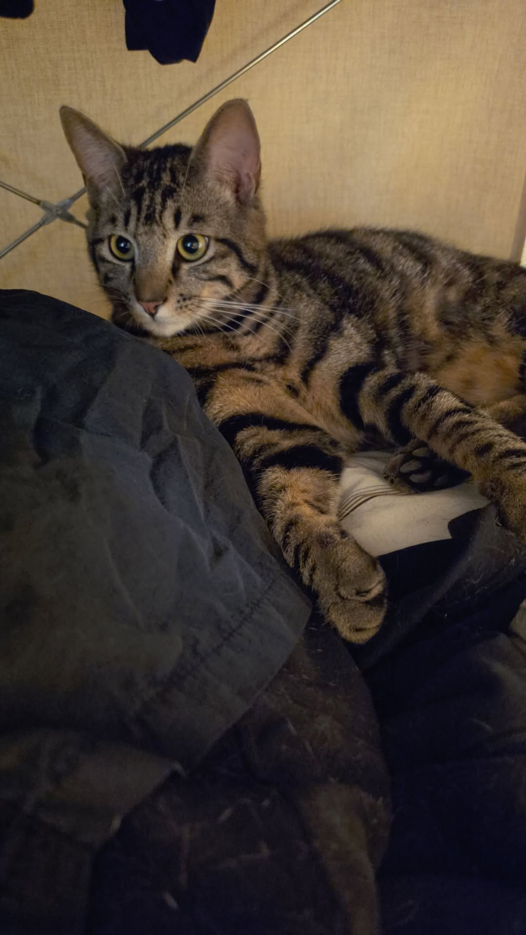 Lost Cat in La FerrièRe