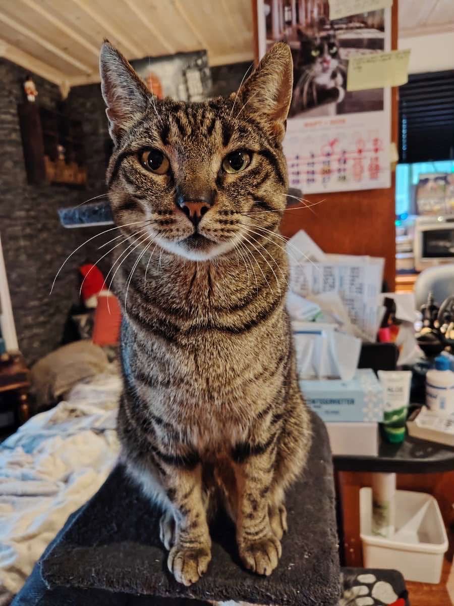 Lost Cat in Fredrikstad