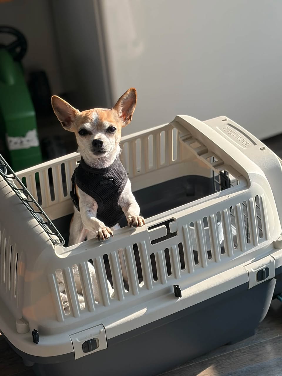 Lost dog