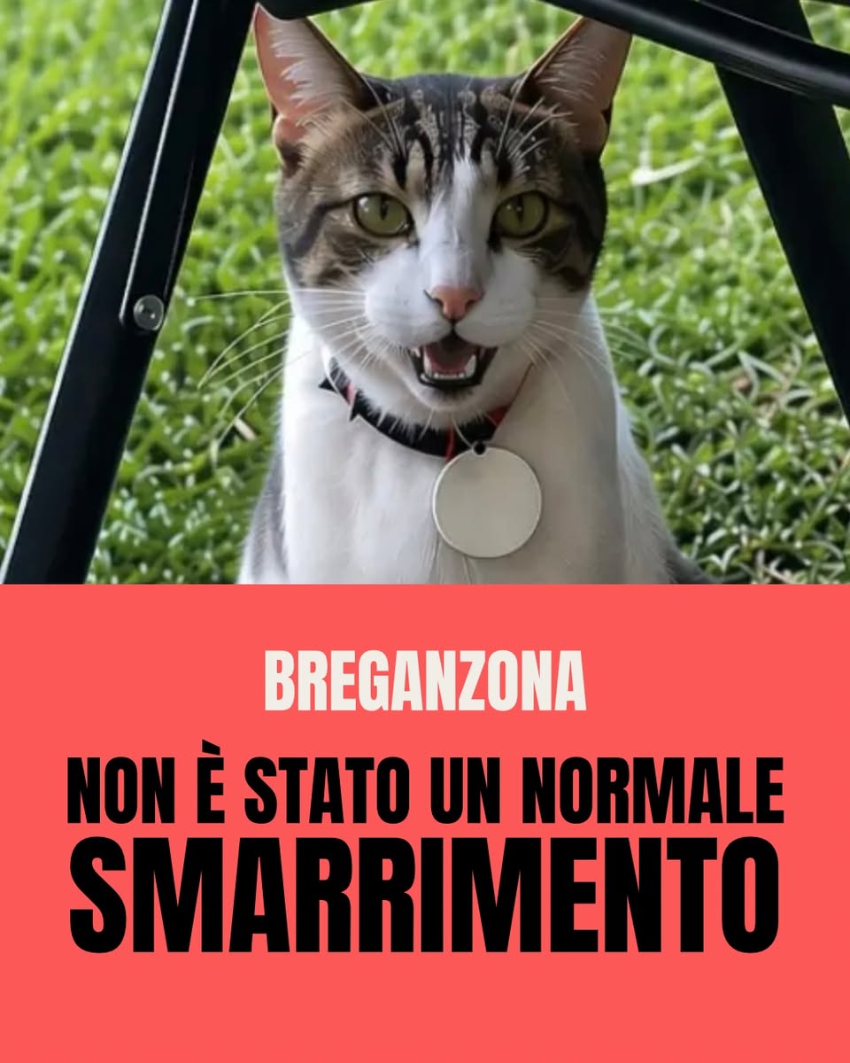 Lost cat