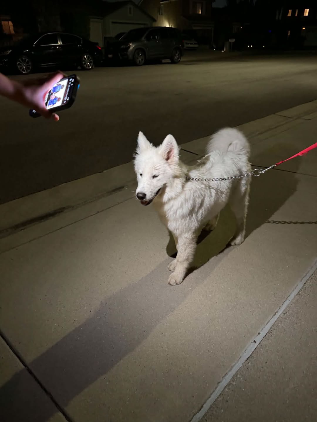 Found Dog in Montclair