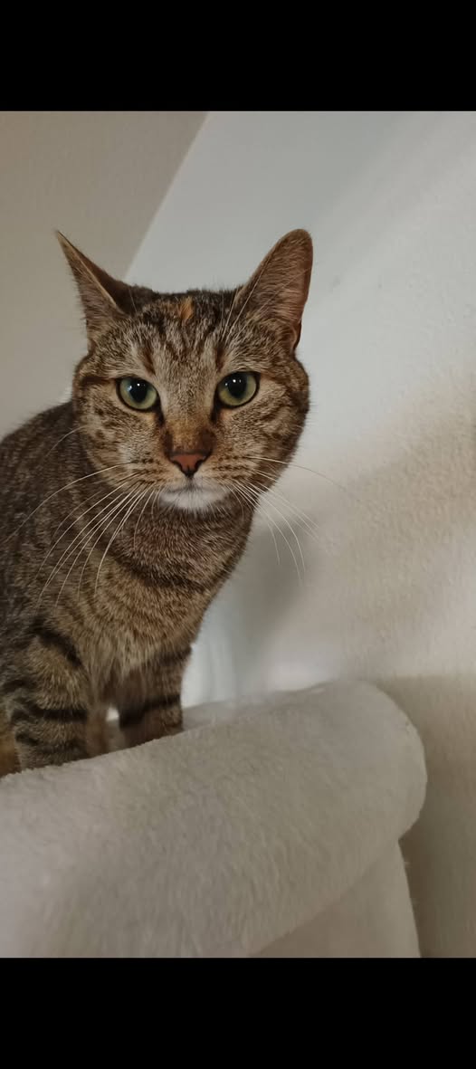 Lost Cat in Cheseaux-Sur-Lausanne