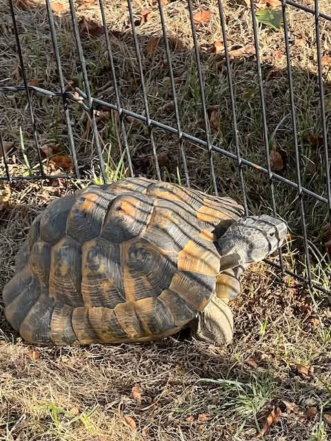 Found tortoise