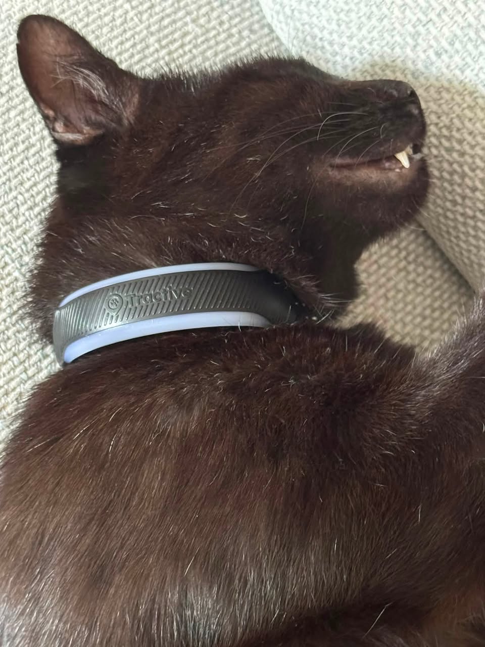 Lost Cat in Vevey