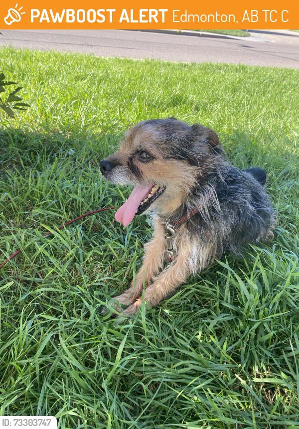 Found dog