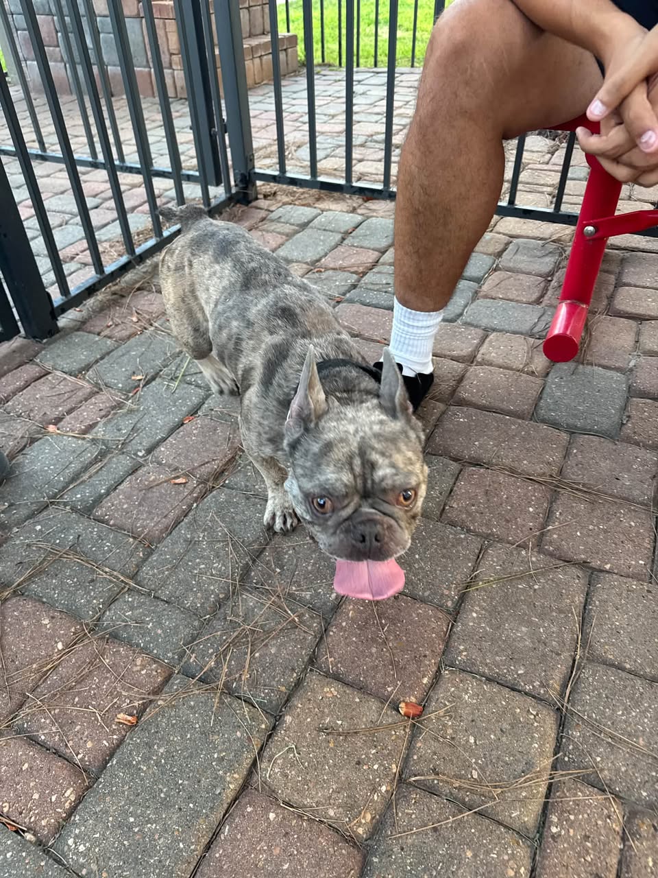 Lost dog