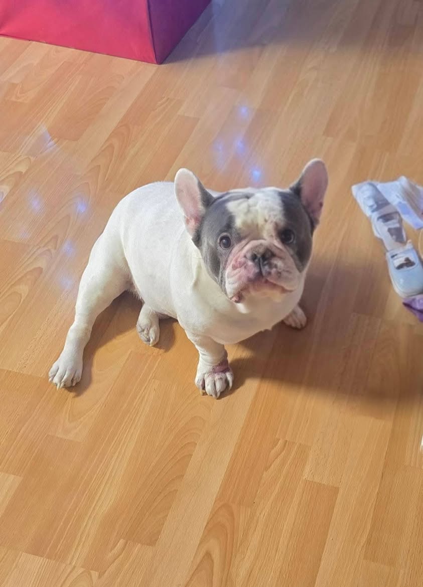 Found dog
