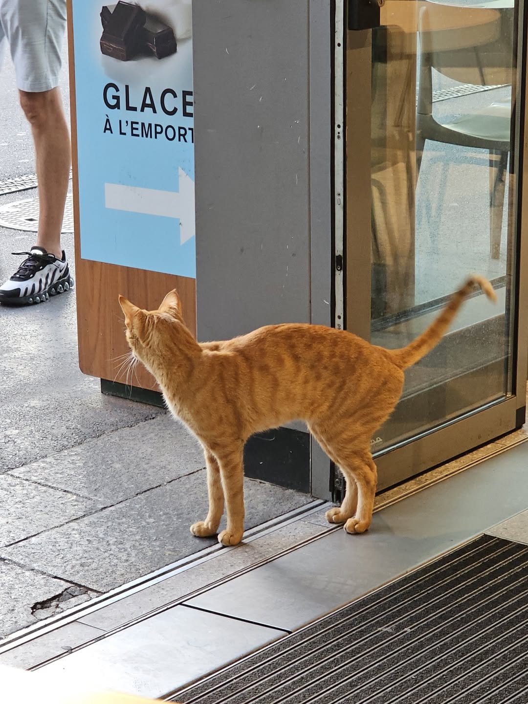Found cat