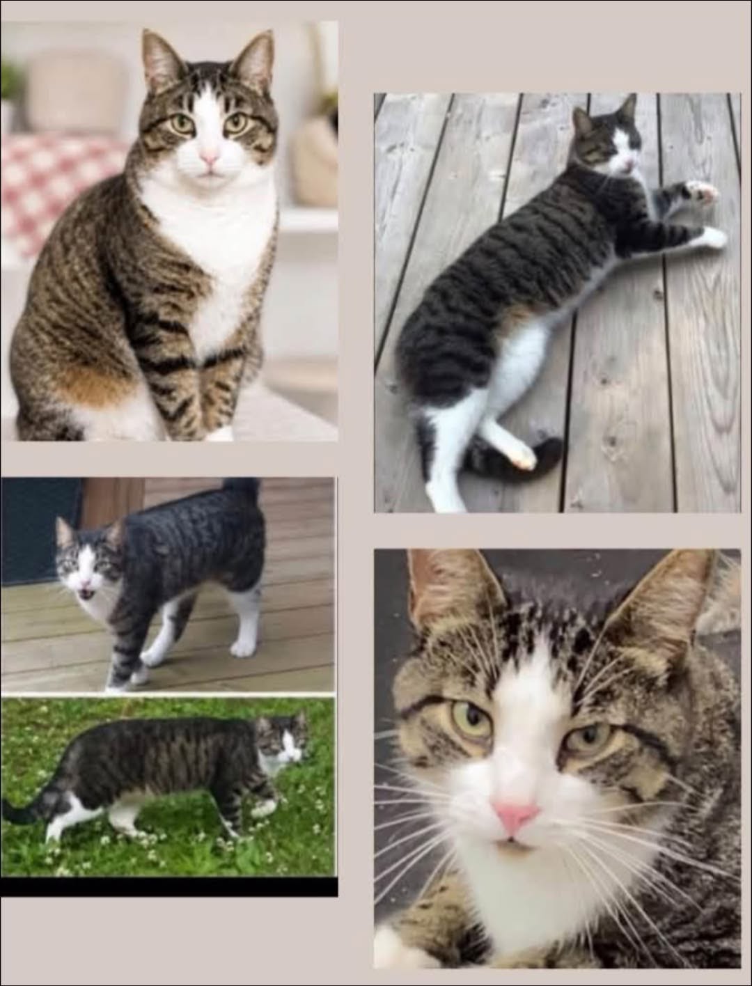 Lost Cat in Lurgan Beach