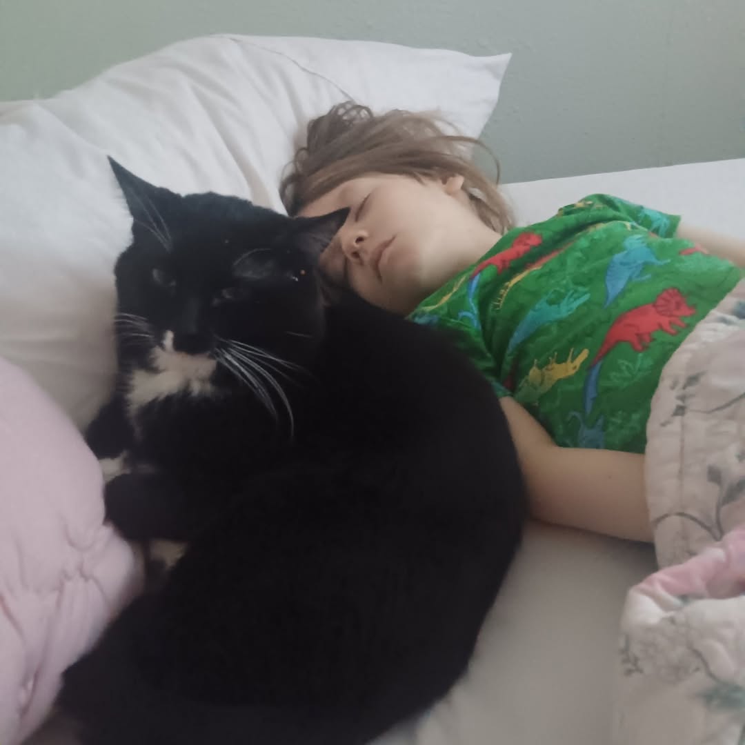 Lost cat