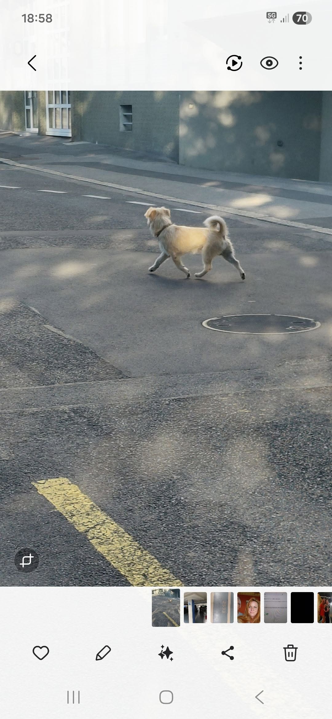Found dog