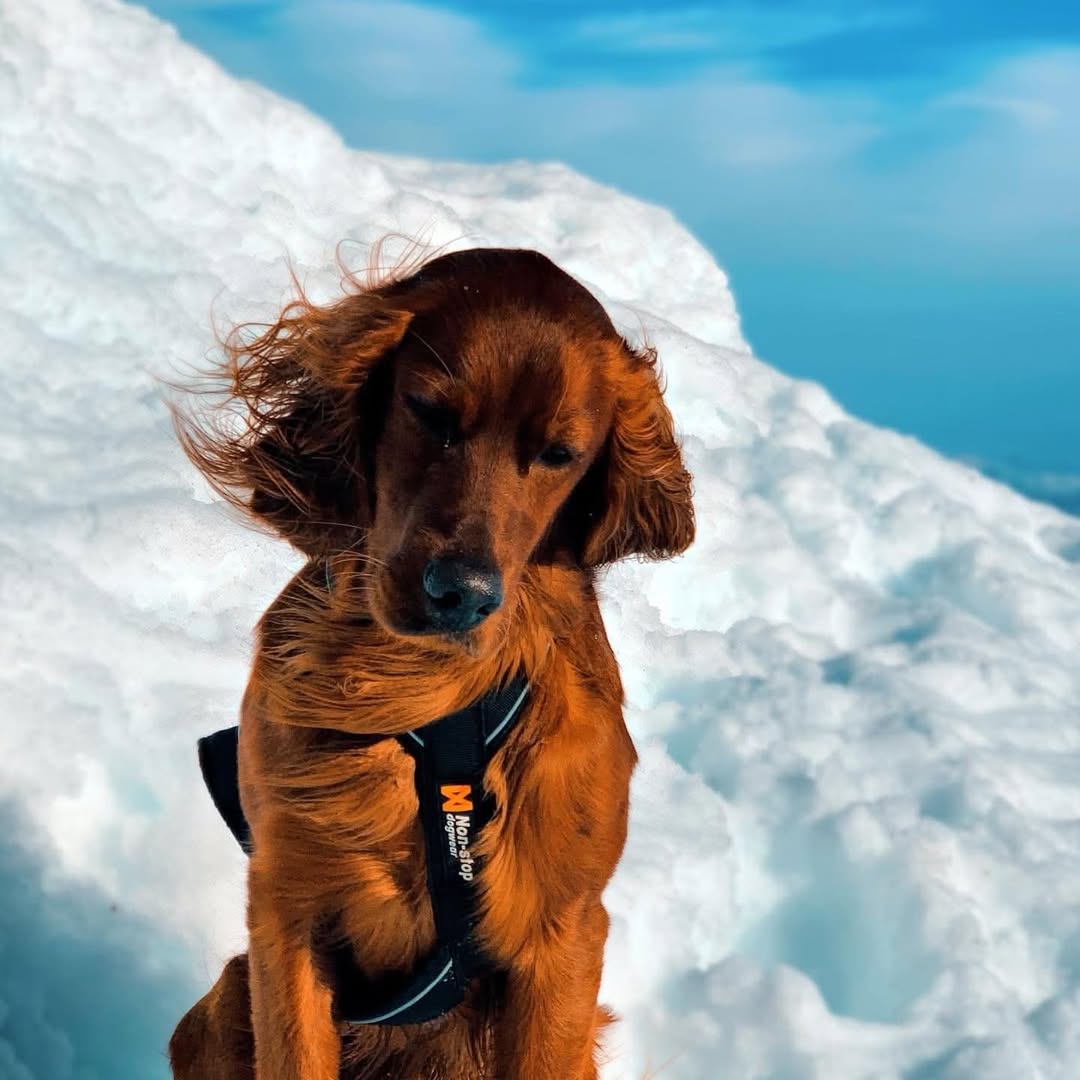 Lost Dog in Rogaland