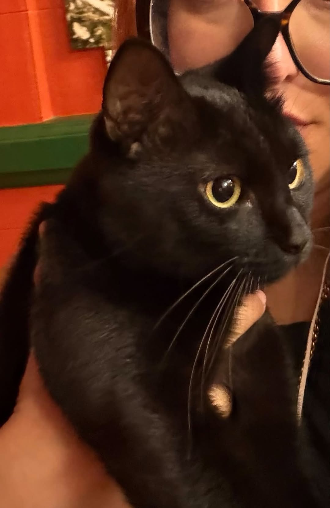 Lost Cat in Geneva