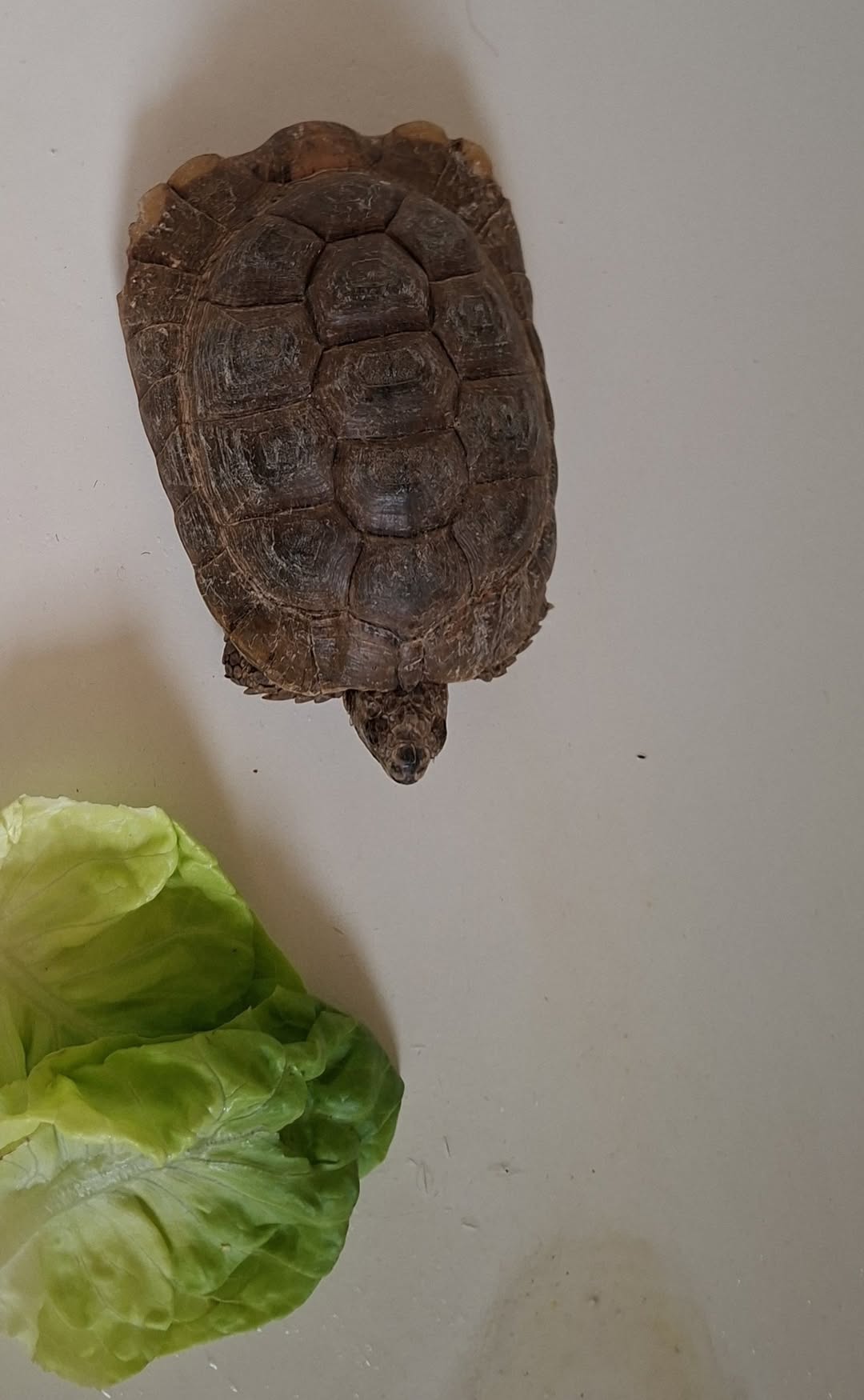 Found Turtle in Lausanne