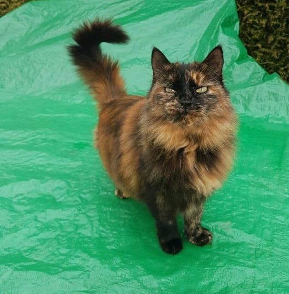 Lost Cat in Corcelles-PrèS-Payerne