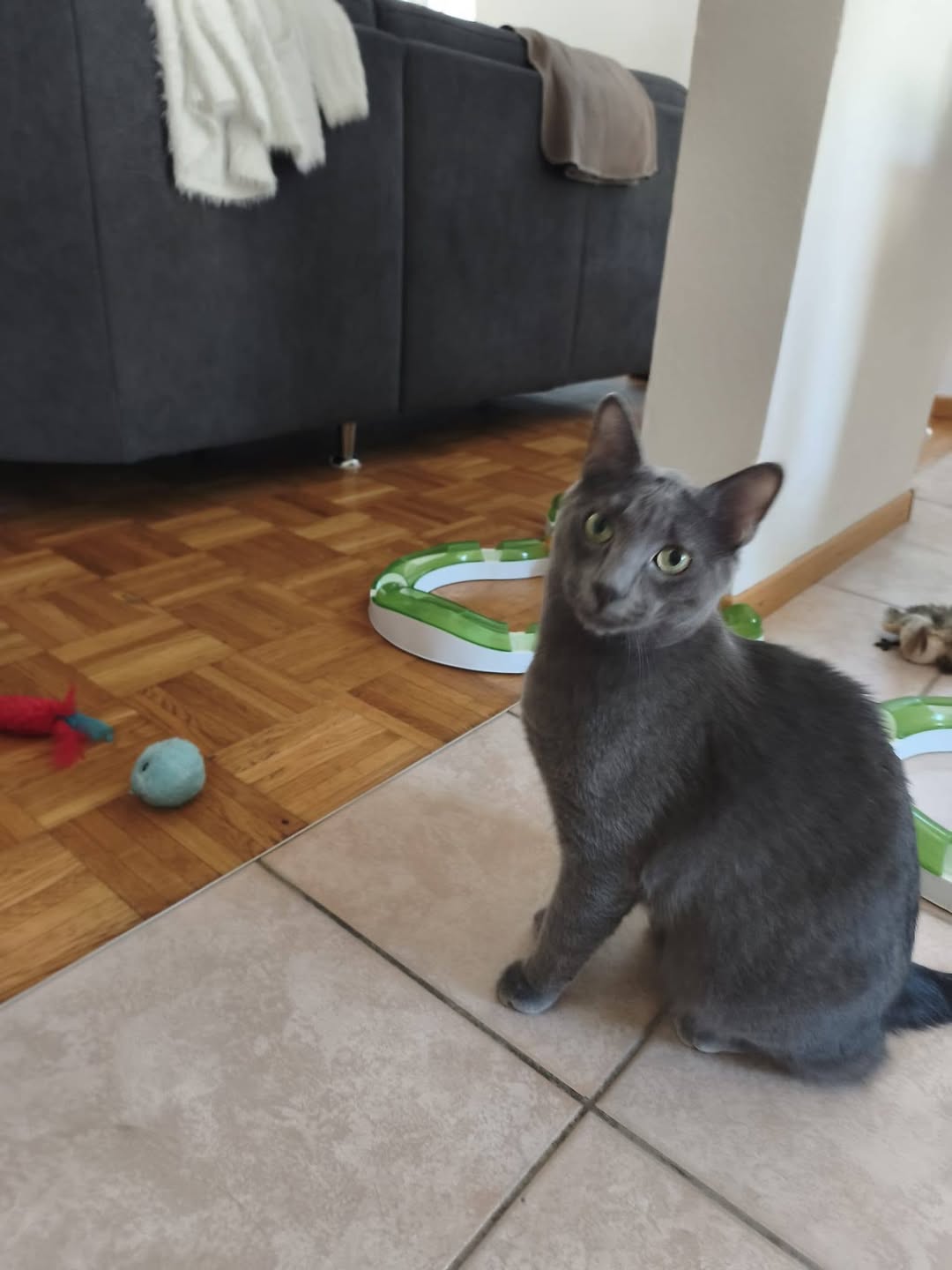Lost Cat in Le Locle